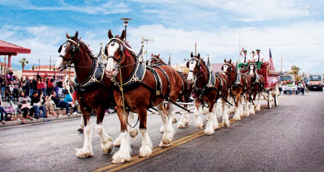 Clydesdales14