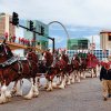 Clydesdales16