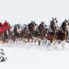 Clydesdales6