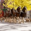 Clydesdales8